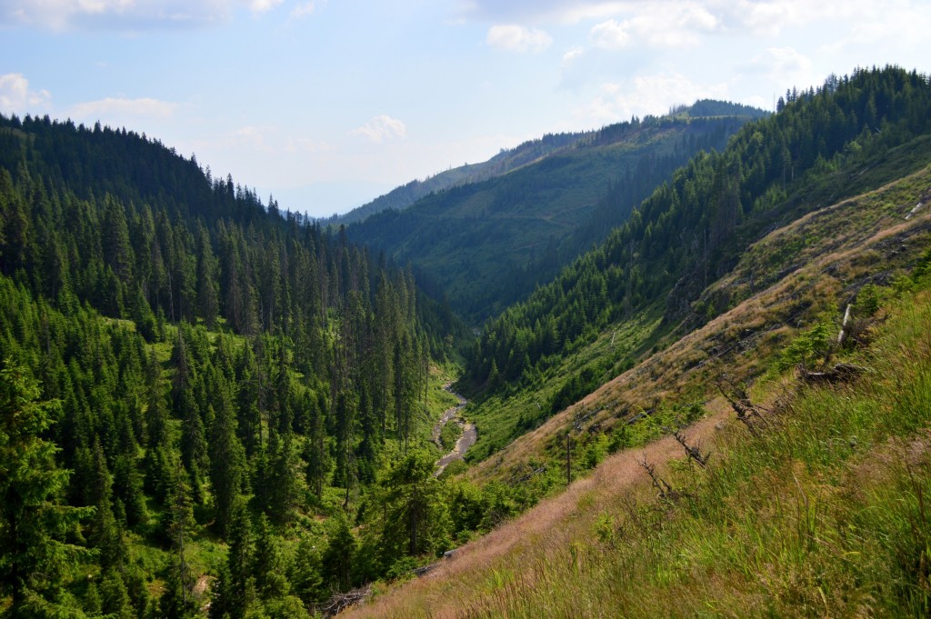 Valea Sasului - pe versantul din dreapta a fost drumul forestier pe care l-am urmat